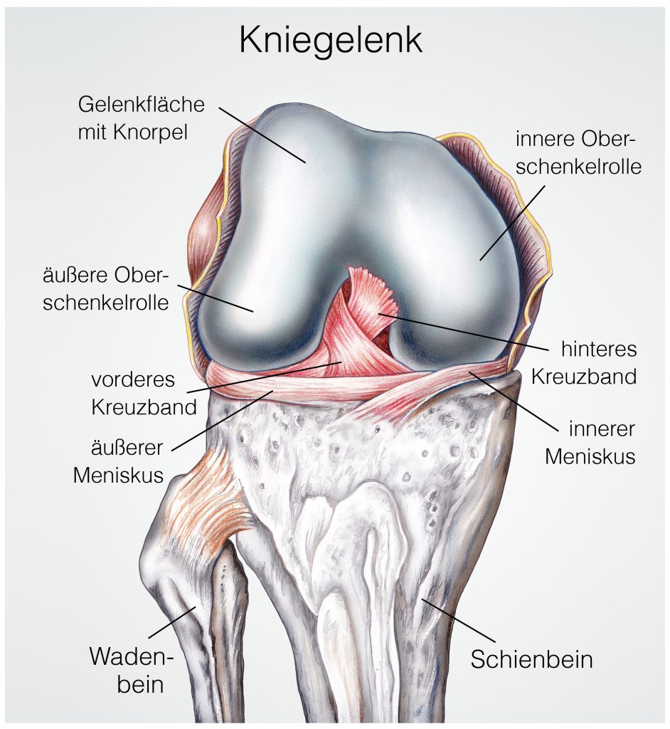 Anatomie des Kniegelenks inkl. Beschriftung